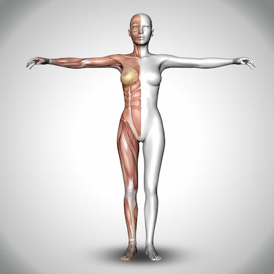 Anatomical Drawing and the Representation of the Human Body in Art
